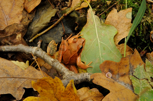 ID dall''Ungheria 1 - Rana sp. e Hyla arborea