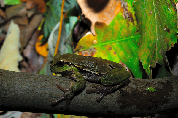 ID dall''Ungheria 1 - Rana sp. e Hyla arborea