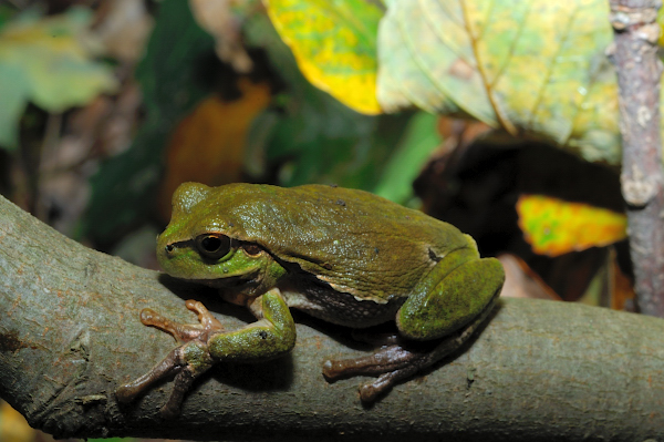 ID dall''Ungheria 1 - Rana sp. e Hyla arborea