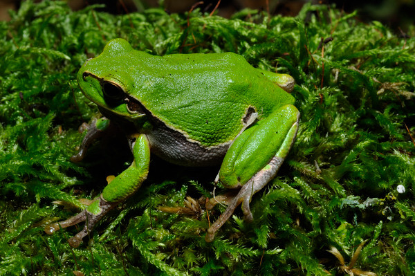 Hyla intermedia - differenze da altre specie