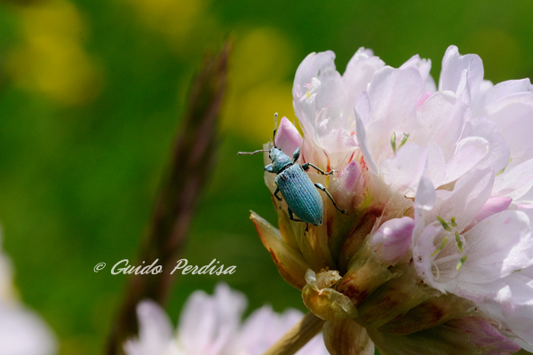 ID Curculionidae