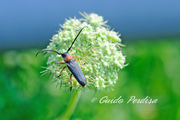 Oberea oculata? No. Musaria affinis cfr nigrohirta