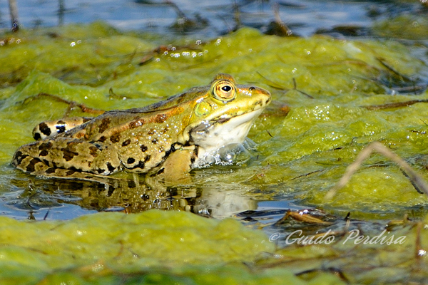 ID - Pelophylax sp. (Ferrara)