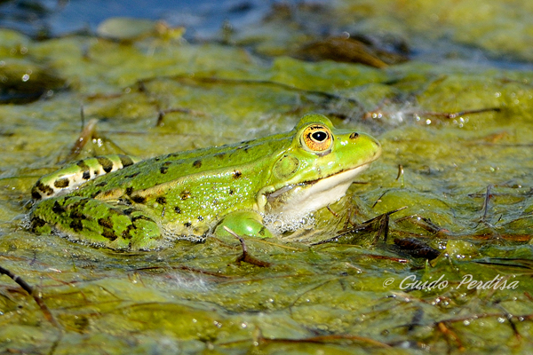 ID - Pelophylax sp. (Ferrara)