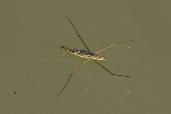 ID e note GERRIDAE ???
