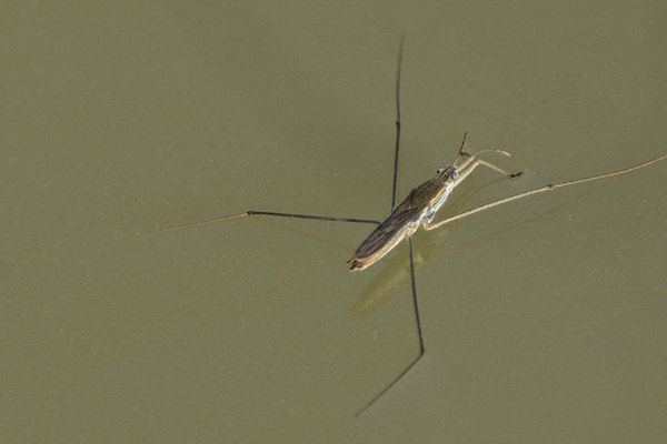 ID e note GERRIDAE ???