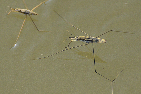ID e note GERRIDAE ???
