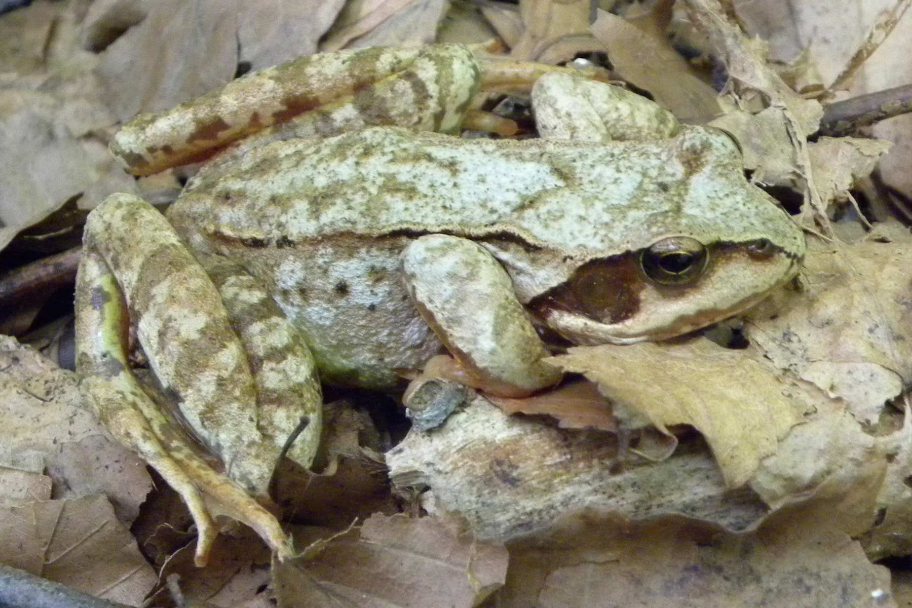 da identificare 2 - Rana temporaria