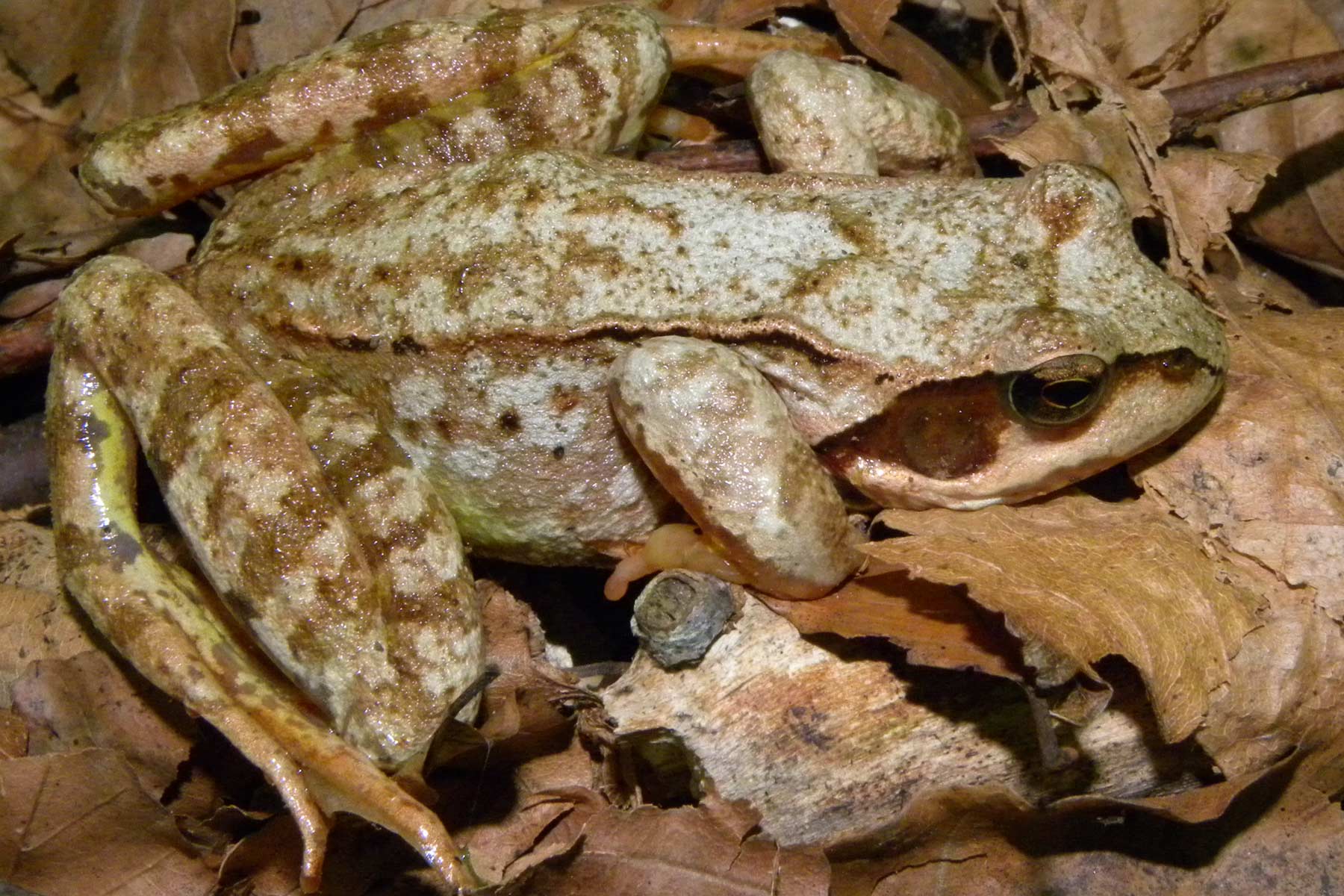 da identificare 2 - Rana temporaria