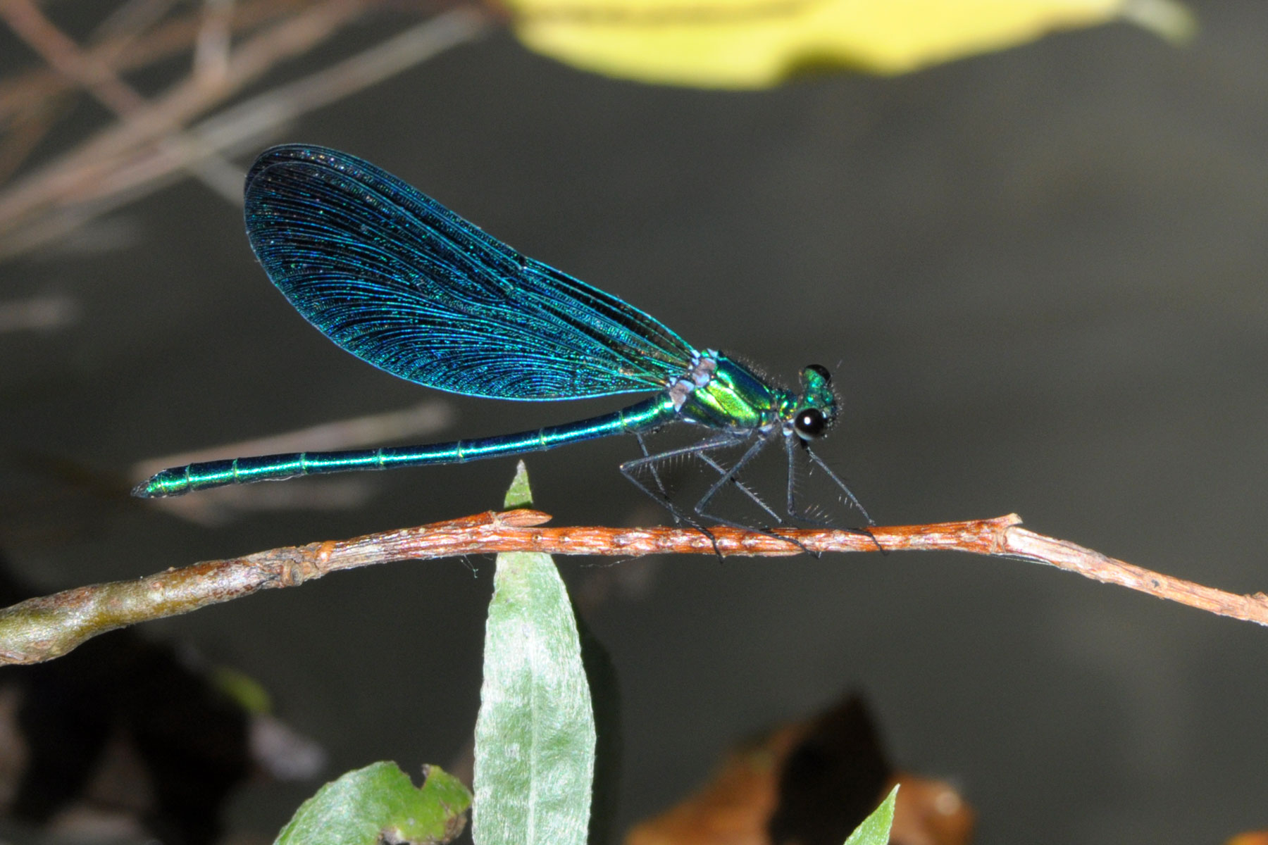 Odonata da identificare: Calopteryx virgo meridionalis