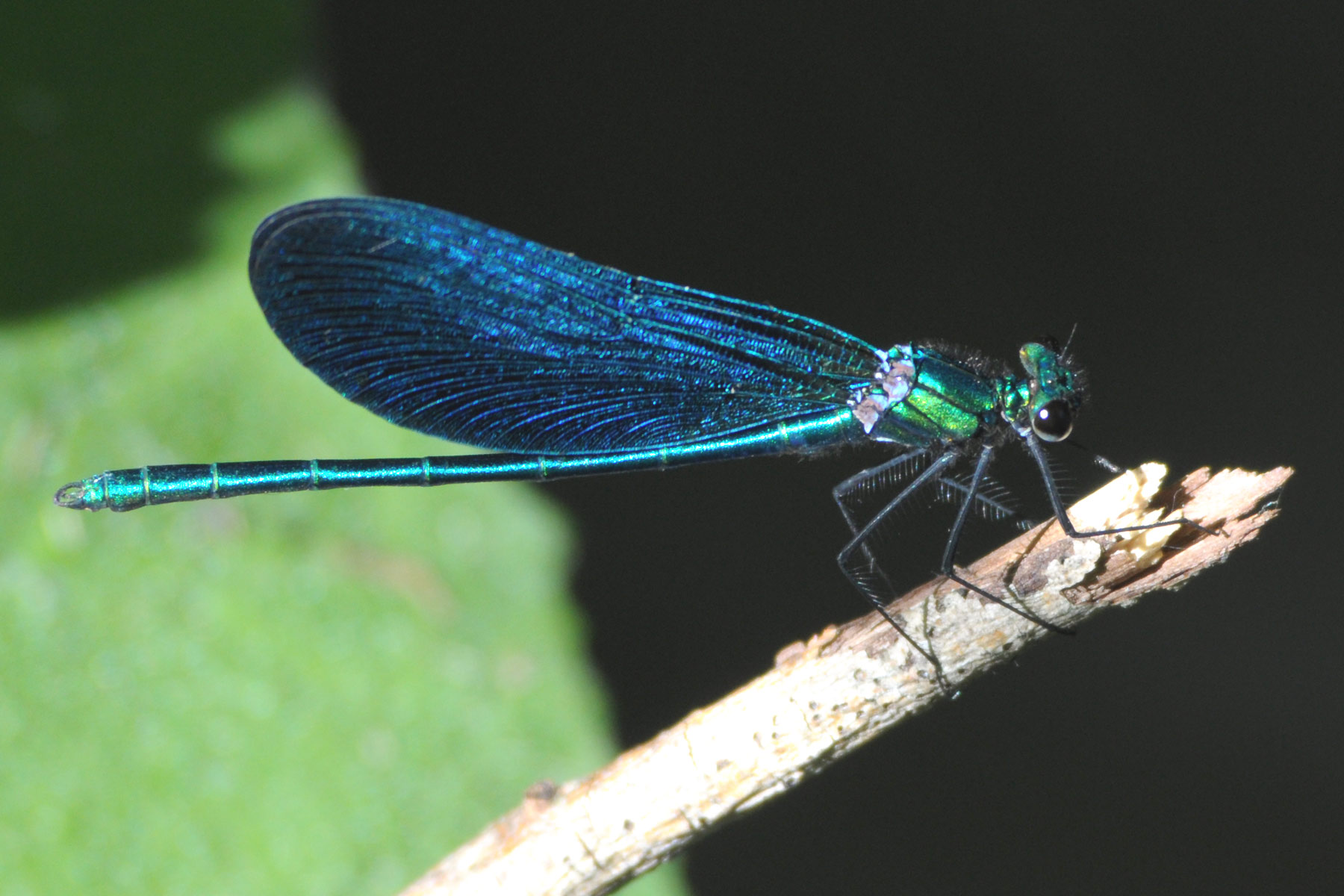 Odonata da identificare: Calopteryx virgo meridionalis