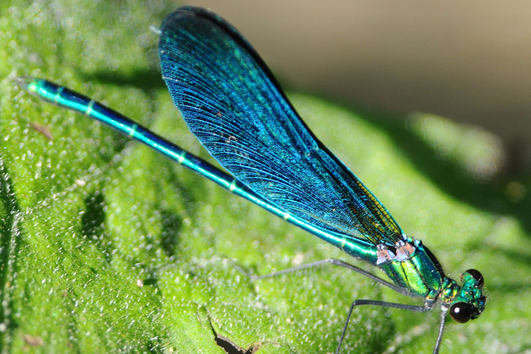 Odonata da identificare: Calopteryx virgo meridionalis