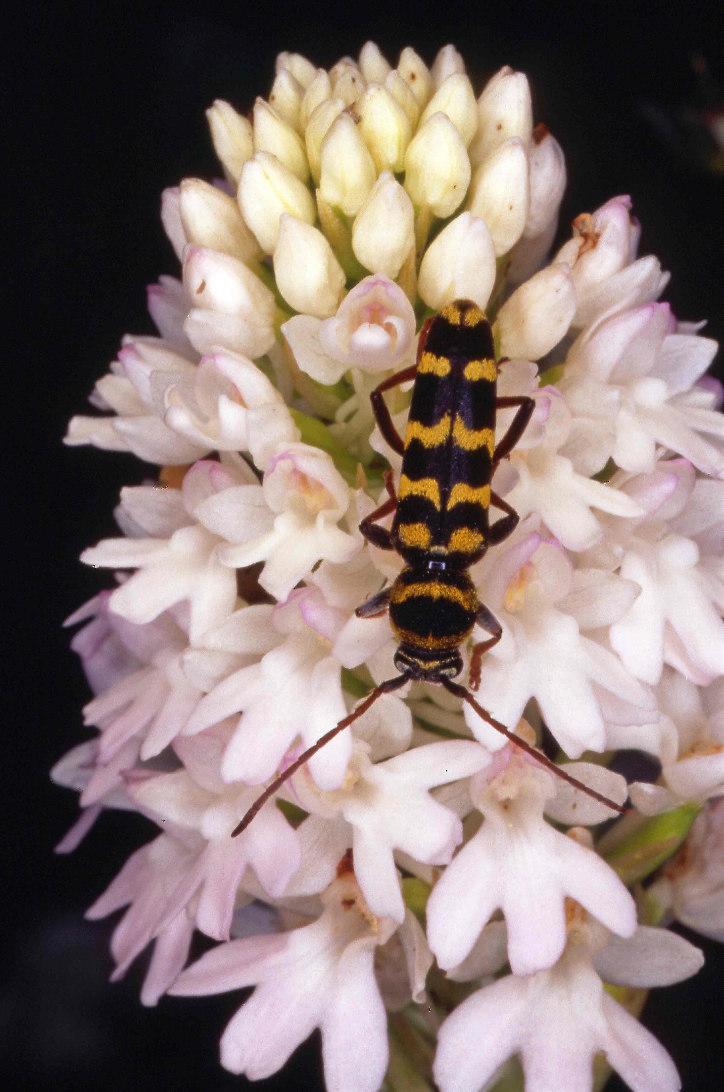 Plagionotus floralis