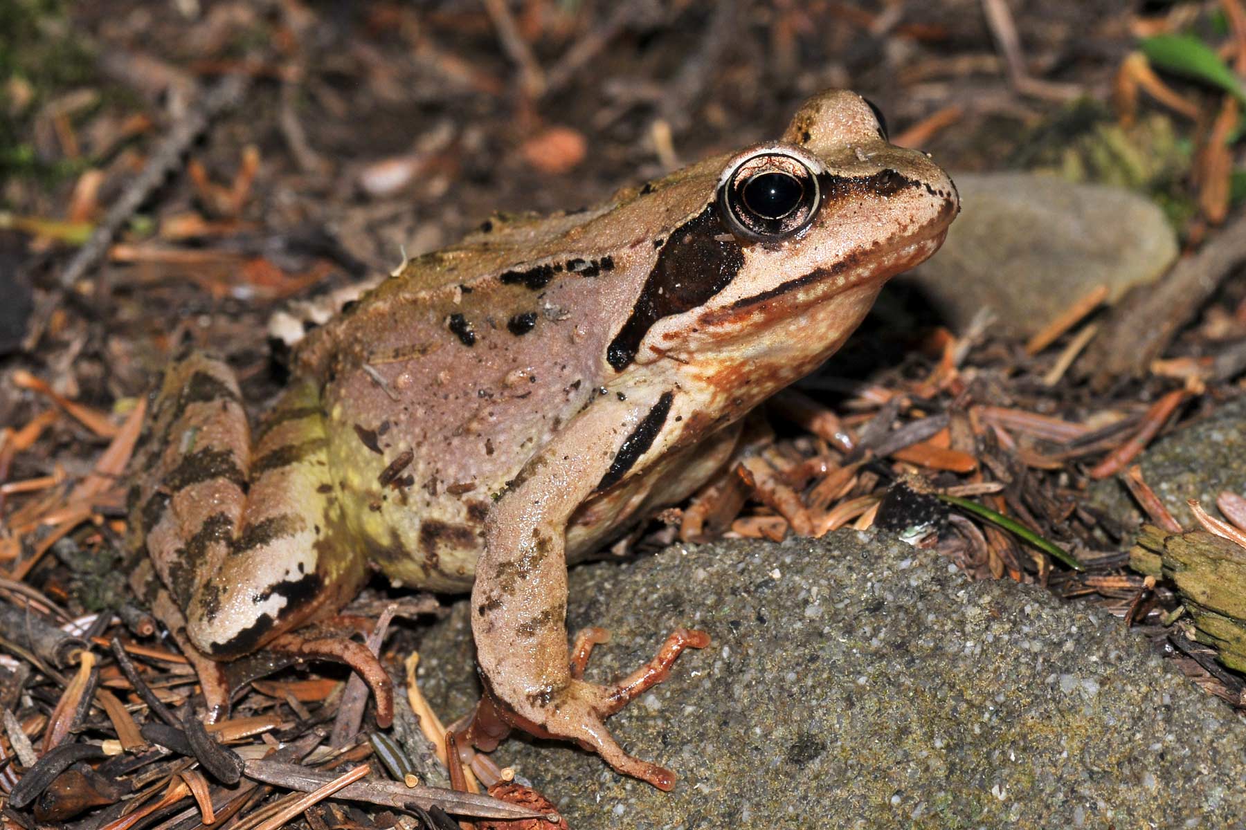 Rana temporaria