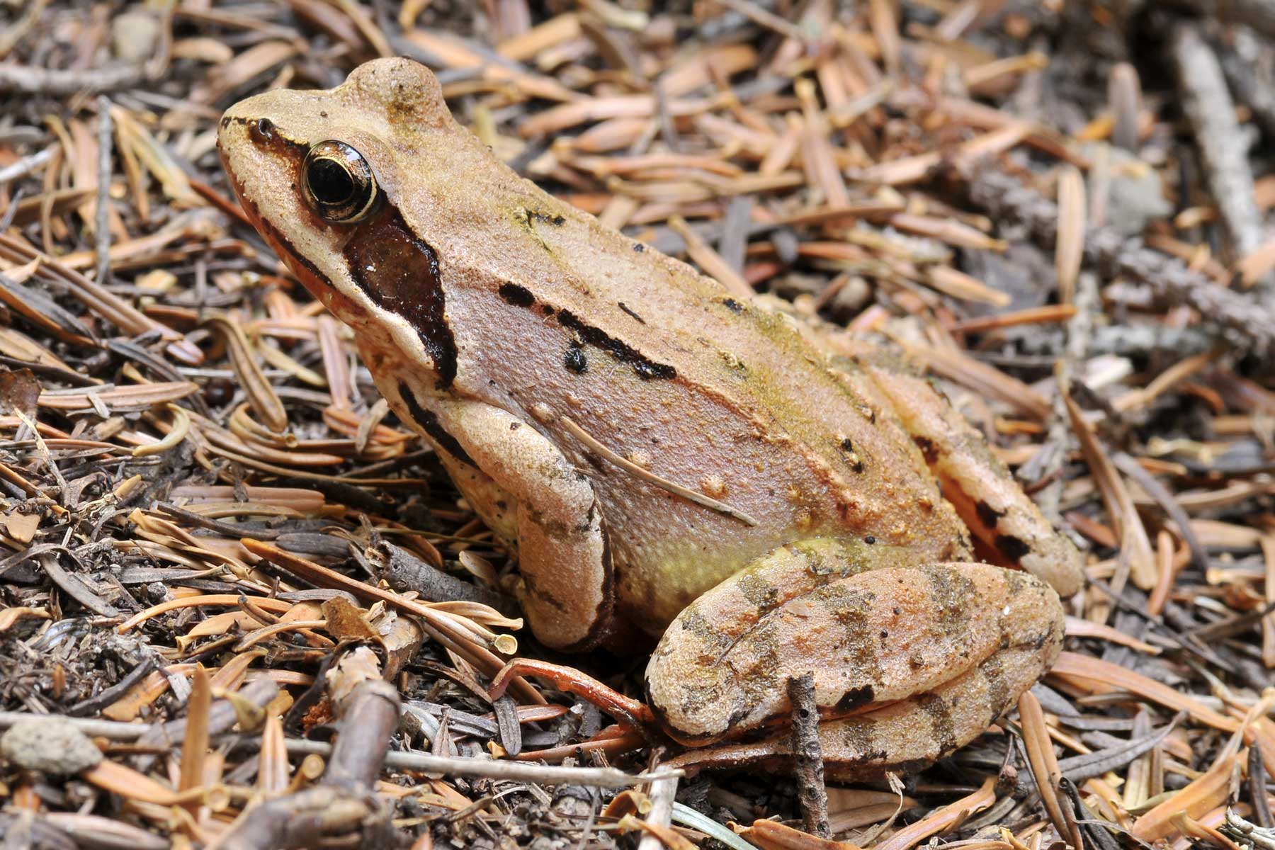 Rana temporaria