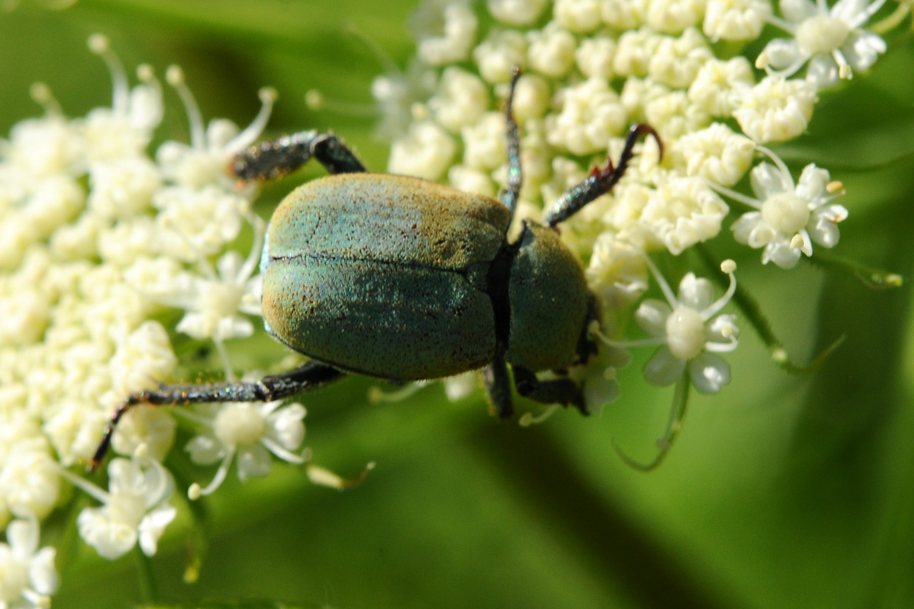 Scarabeidae da identificare: Hoplia sp. in accoppiamento