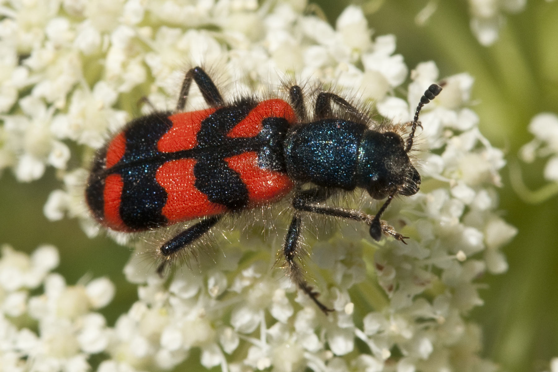 Trichodes alvearius