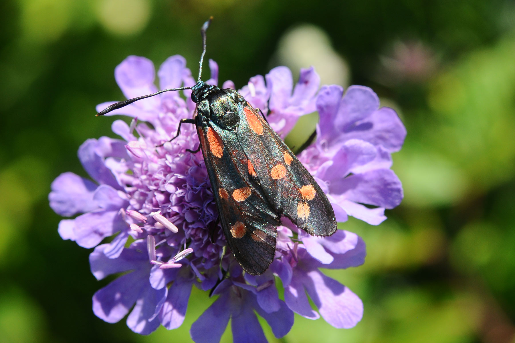 Zygaenidae da determinare