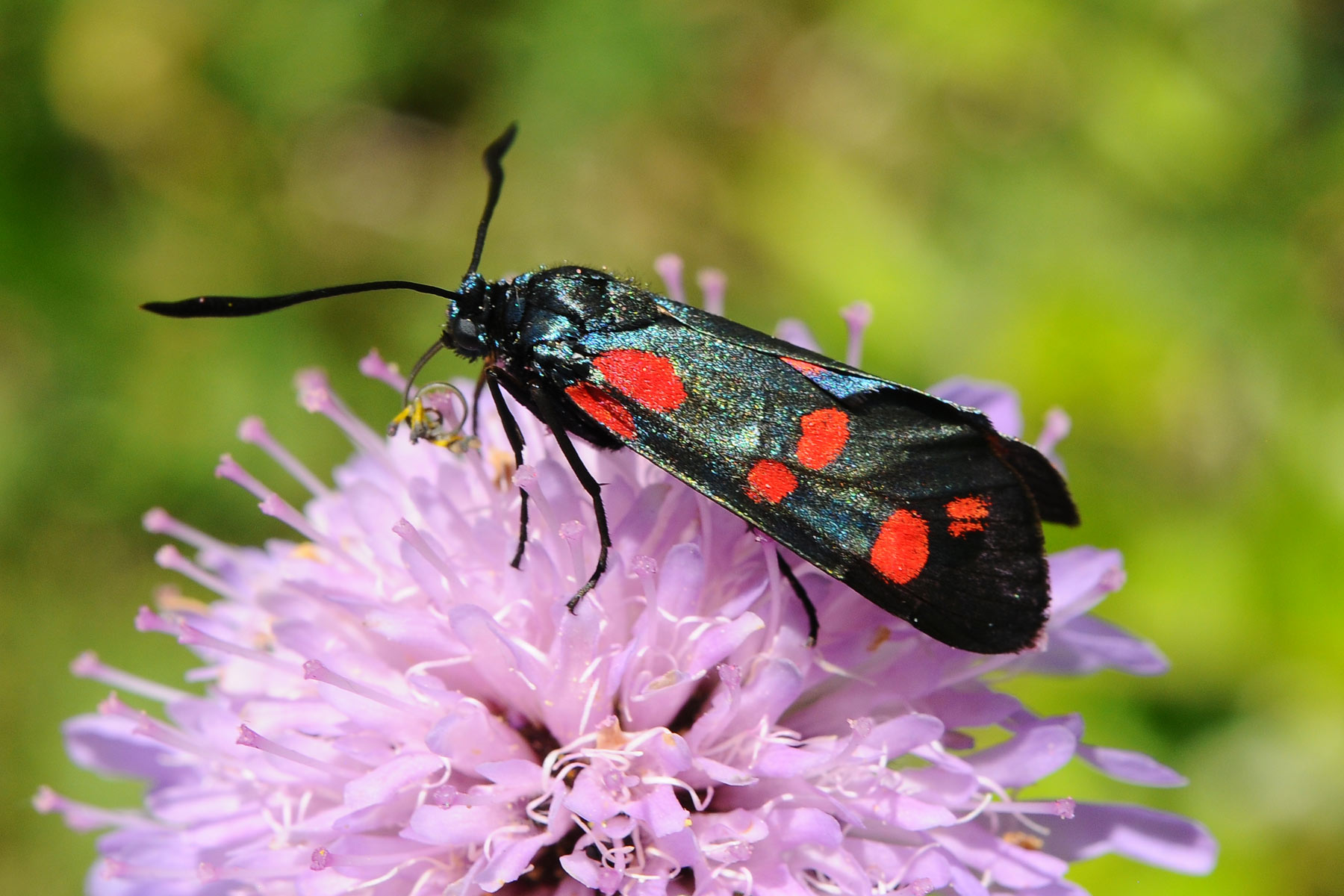 Zygaenidae da determinare