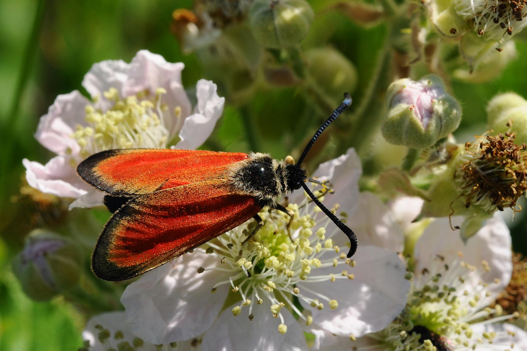 Zygaenidae da determinare