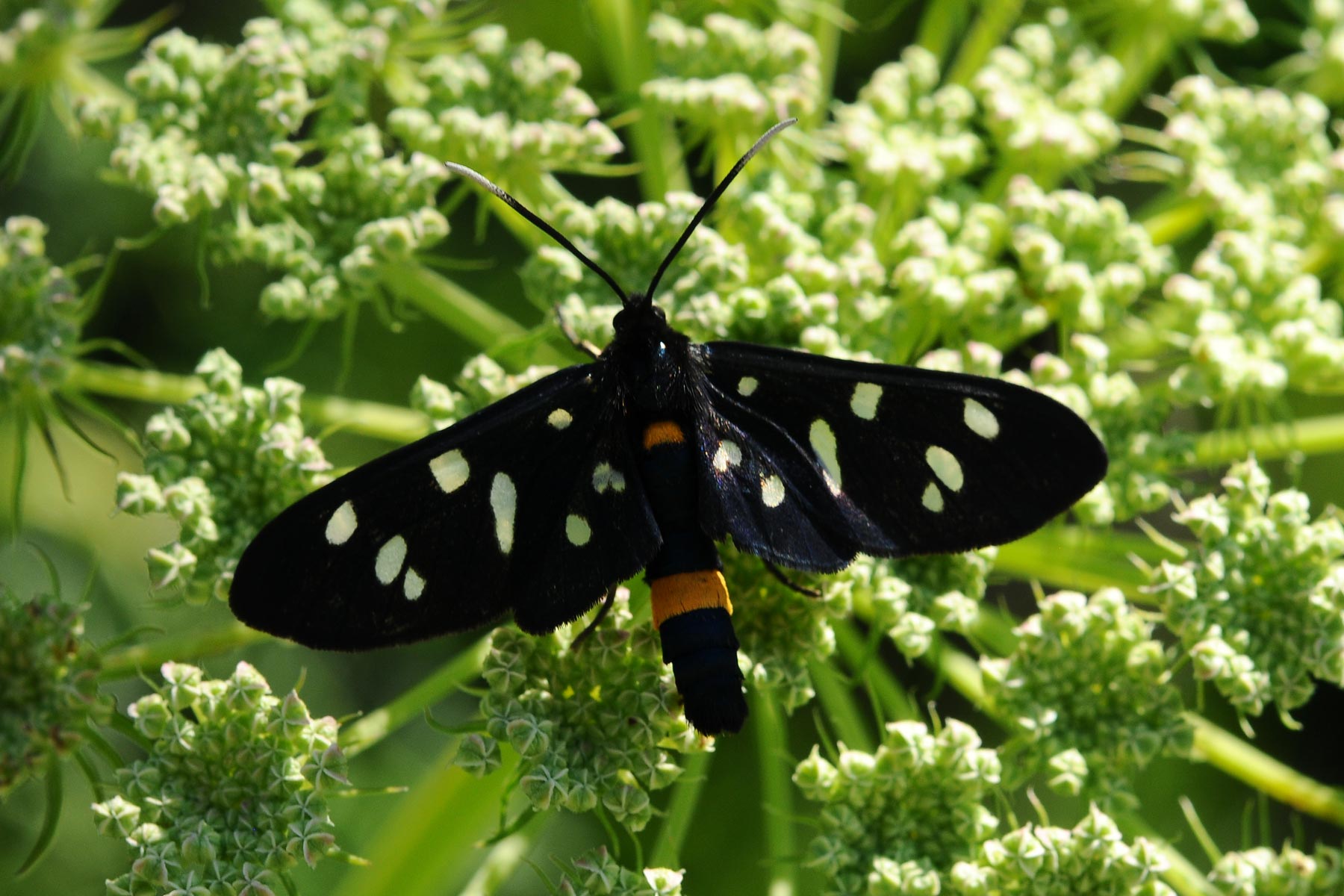 Zygaenidae da determinare