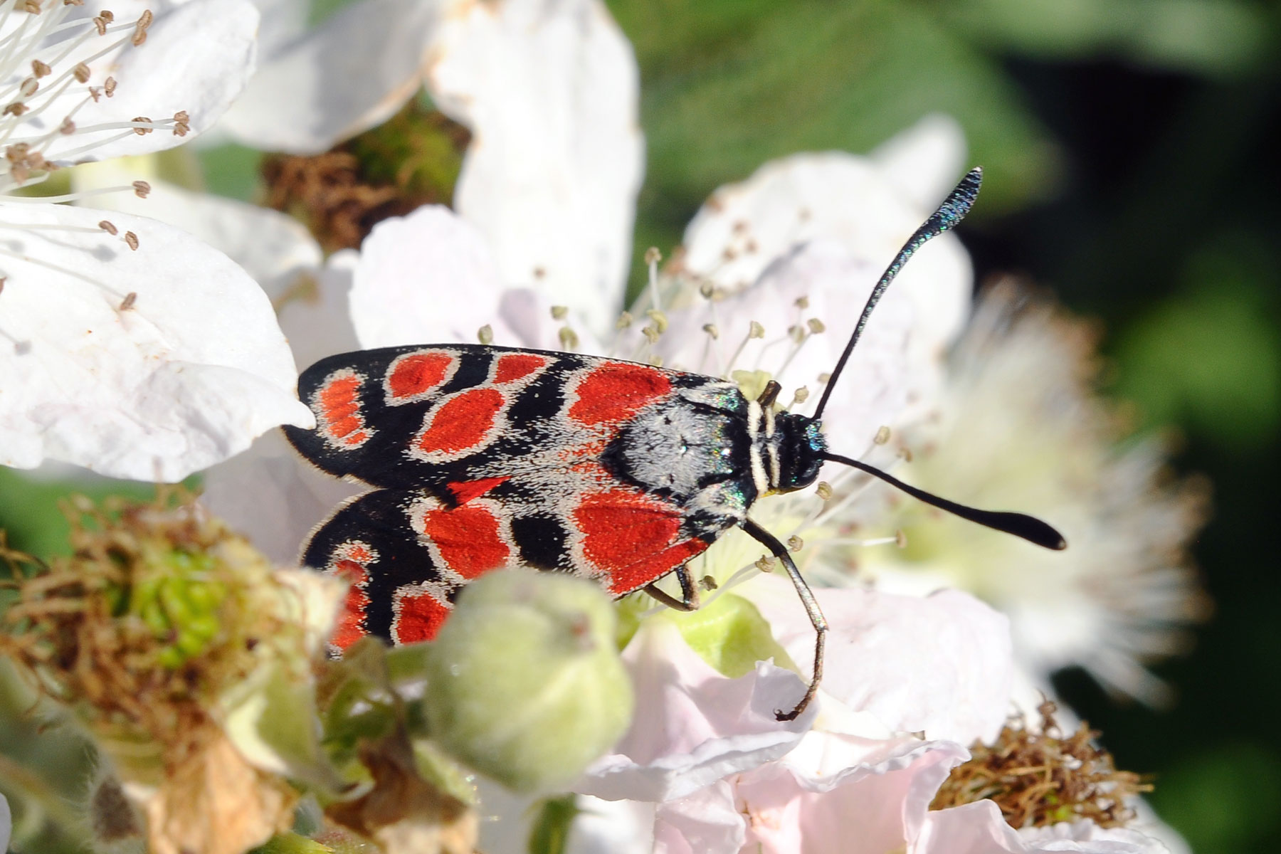 Zygaenidae da determinare