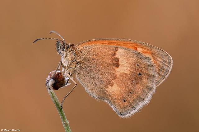 Identificazione farfalla