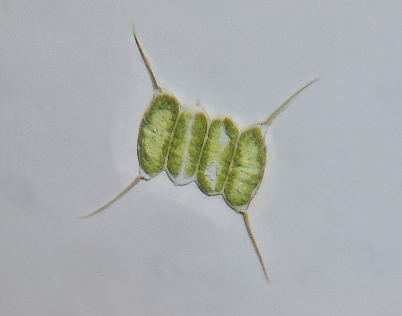 Euglena