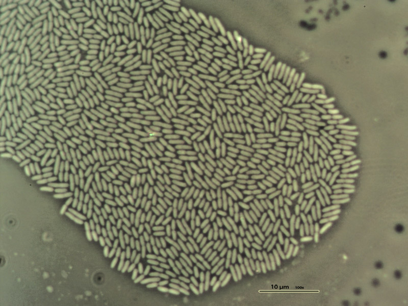 batteri coltivati in NA a goccia pendente