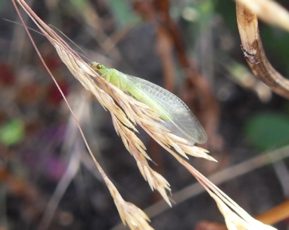 Myrmeleonidae e Chrysopidae da identificare per favore!