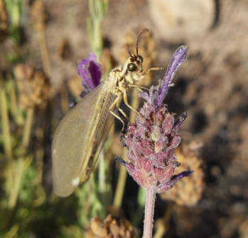 Myrmeleonidae e Chrysopidae da identificare per favore!