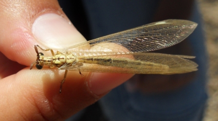 Myrmeleonidae e Chrysopidae da identificare per favore!