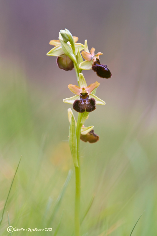 Ophrys brutia / Ofride del Bruzio
