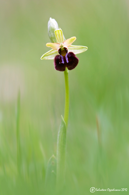 Ophrys brutia / Ofride del Bruzio