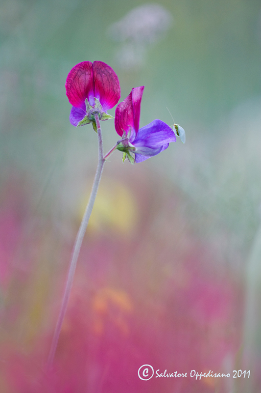 Lathyrus odoratus / Pisello odoroso