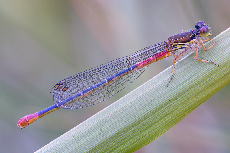 Da identificare - Ceriagrion tenellum