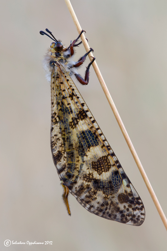 Maschio di Palpares libelluloides