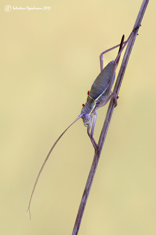 Ephippiger cfr. cavannae, femmina  (Bradyporidae)