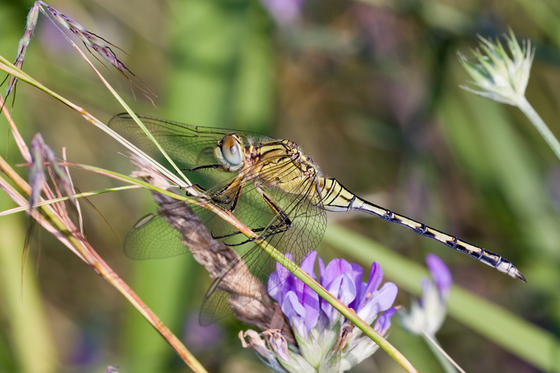 Orthetrum trinacria femmina ??