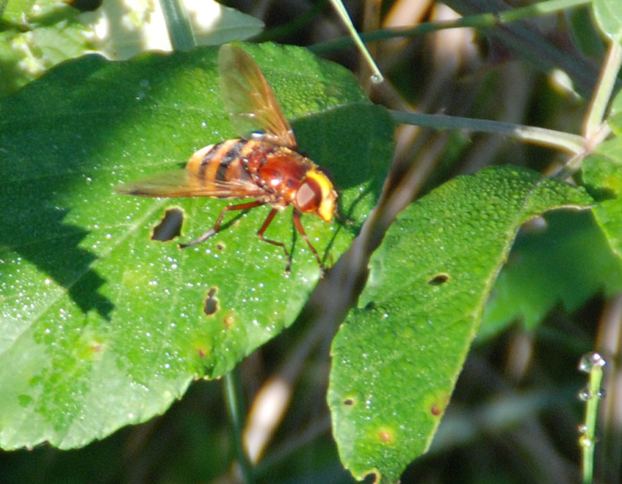 Vespula e Volucella (foto poco nitide)