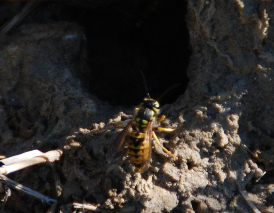 Vespula e Volucella (foto poco nitide)