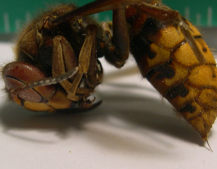 Vespa crabro -  in casa