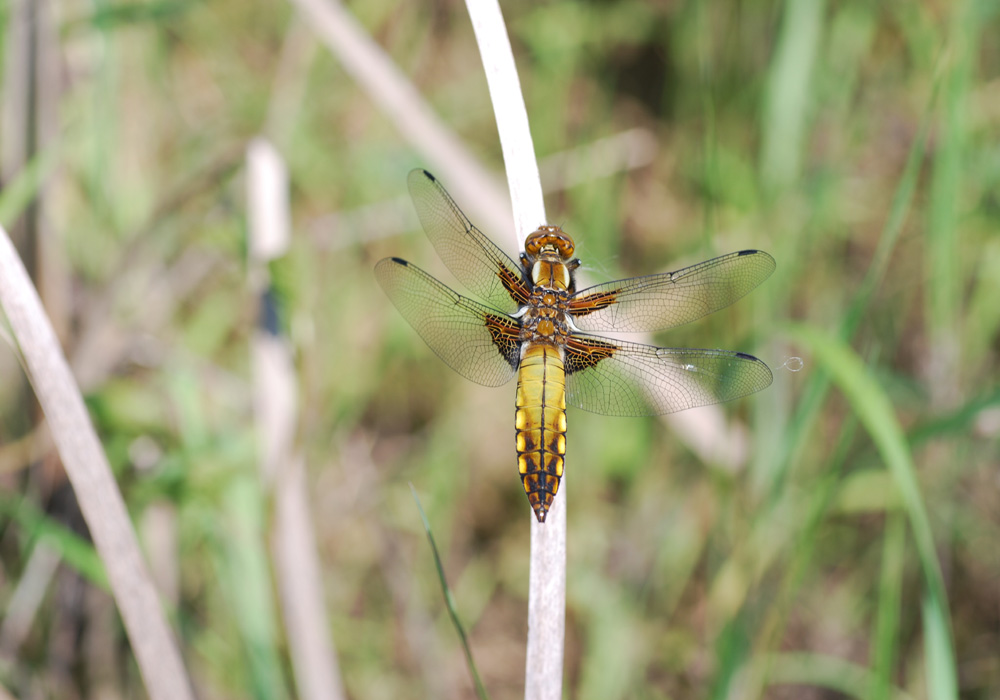 Una libellula celestina da identificare: Libellula fulva