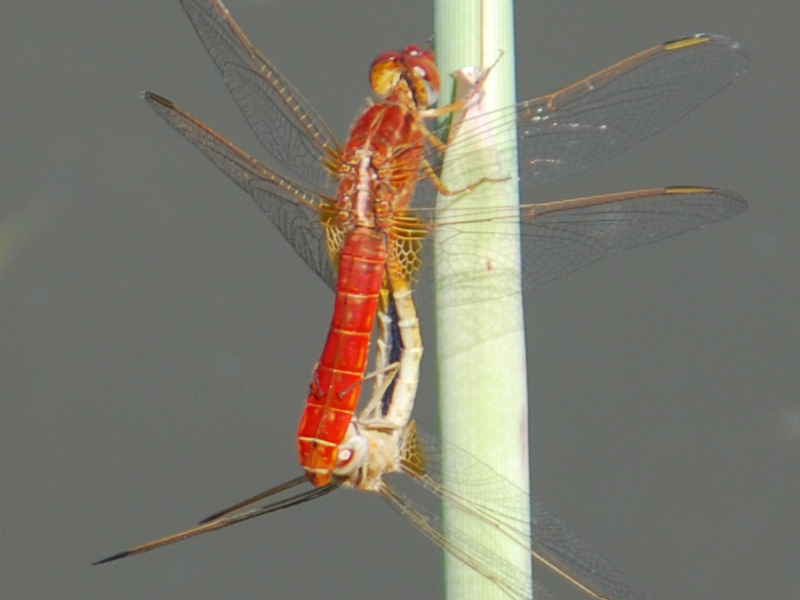 larva di Crocothemis erythraea