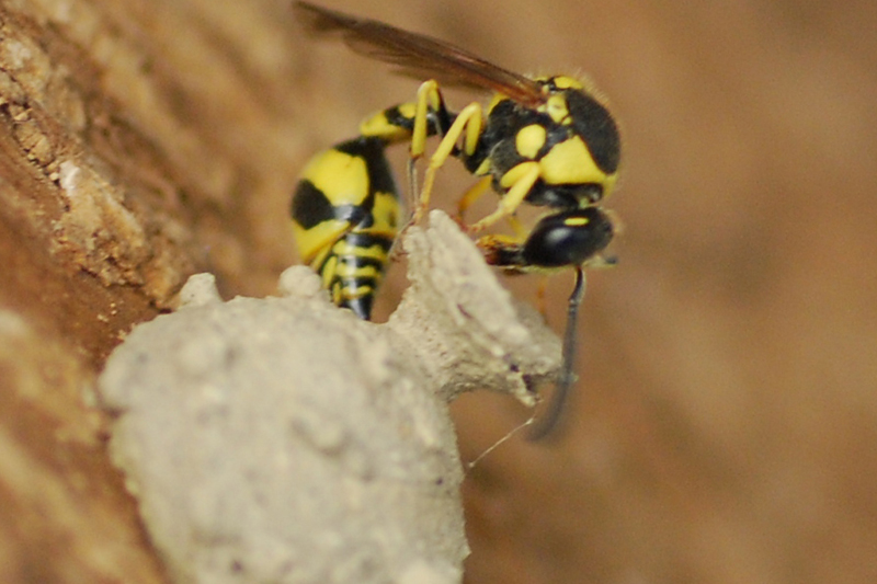 Eumenes sp. che costruisce il nido