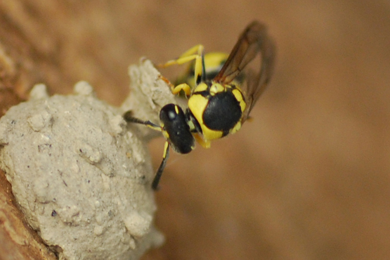 Eumenes sp. che costruisce il nido
