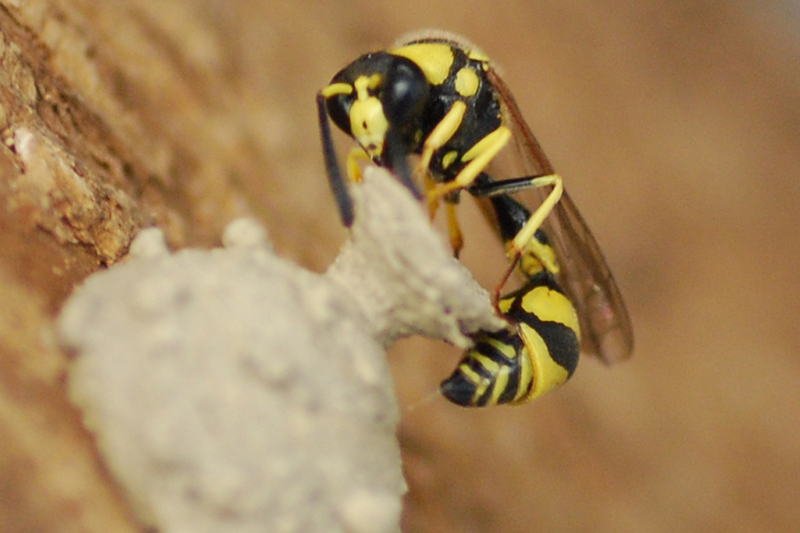 Eumenes sp. che costruisce il nido