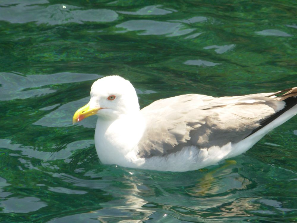 gabbiano reale sfacciato