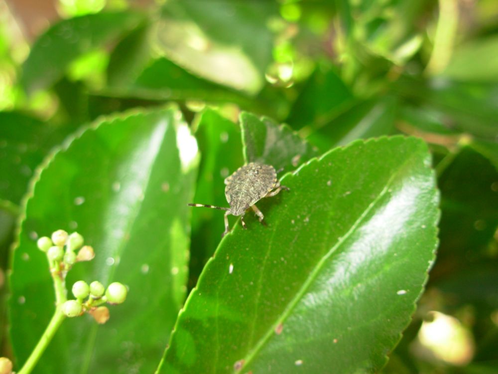 Pentatomidae: Rhaphigaster nebulosa (ninfa) della Toscana