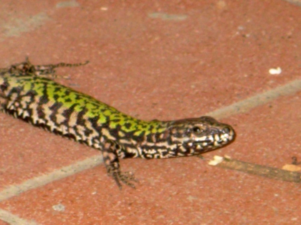 lucertola prataiola?